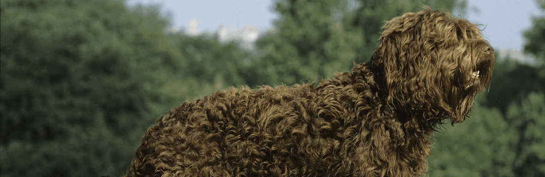 Le Barbet