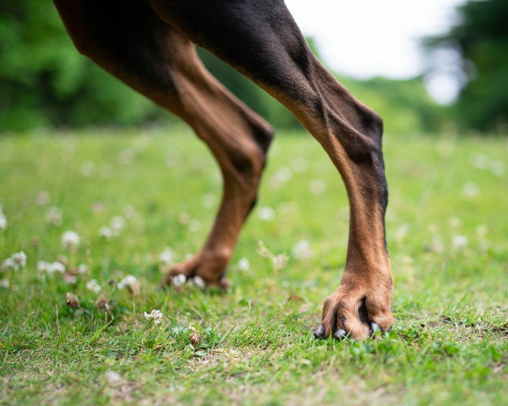 Comment renforcer les pattes arrière d'un chien ?