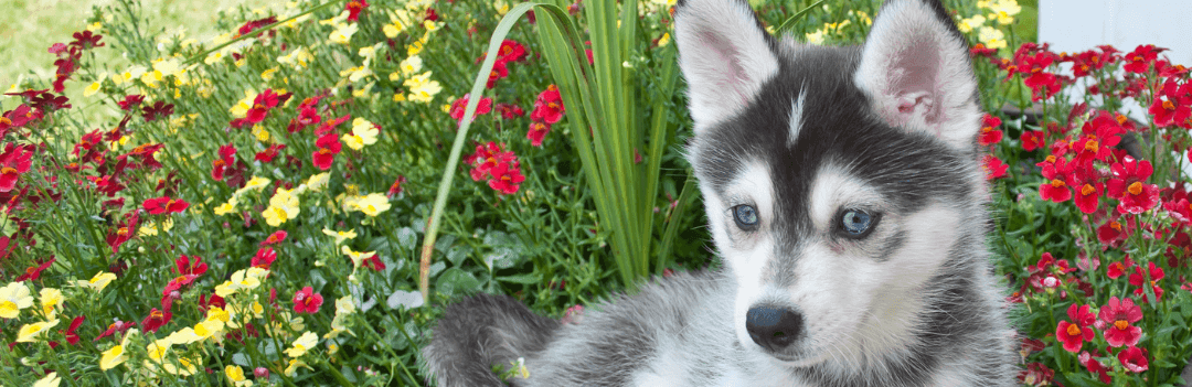 Pomsky adulte