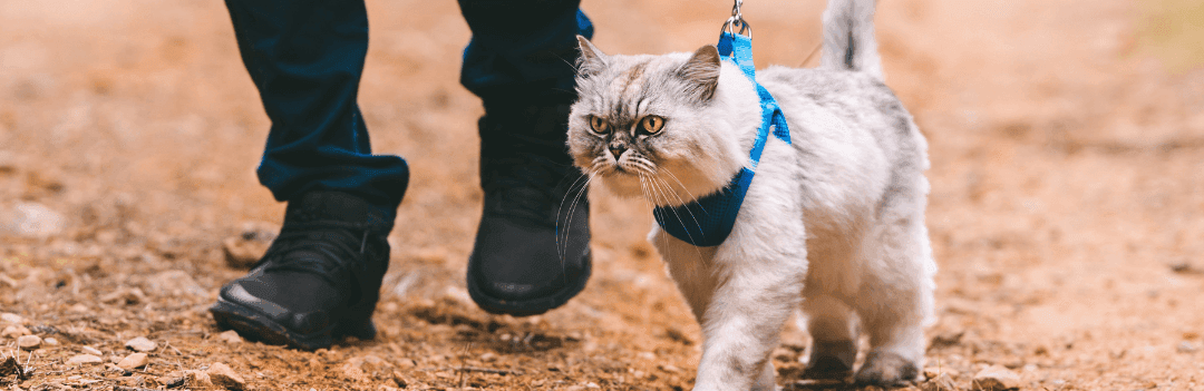 Comment mettre un harnais pour chat ?