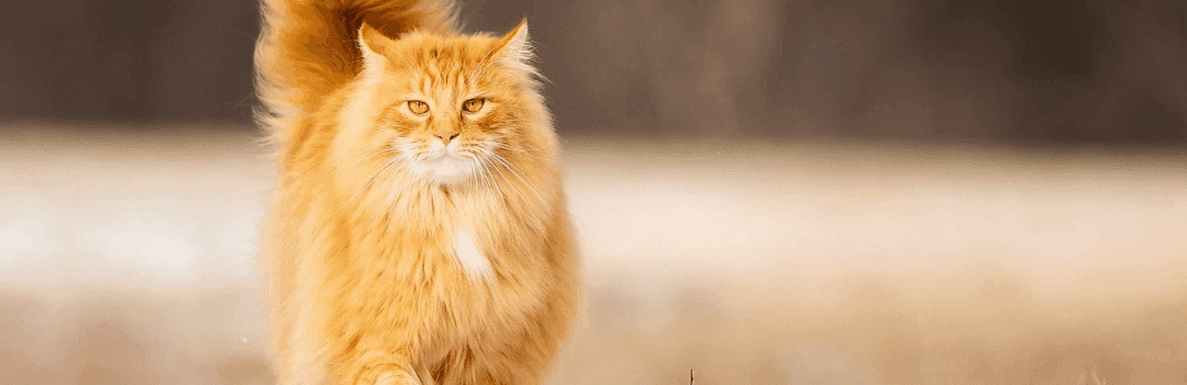 Quel aliment peut tuer un chat ?