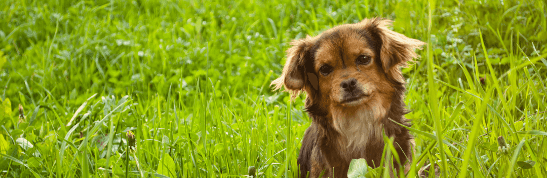 Viande pour petit chien - Quelle quantité choisir ?