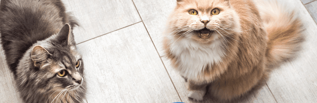 Gamelle anti-glouton pour son chat