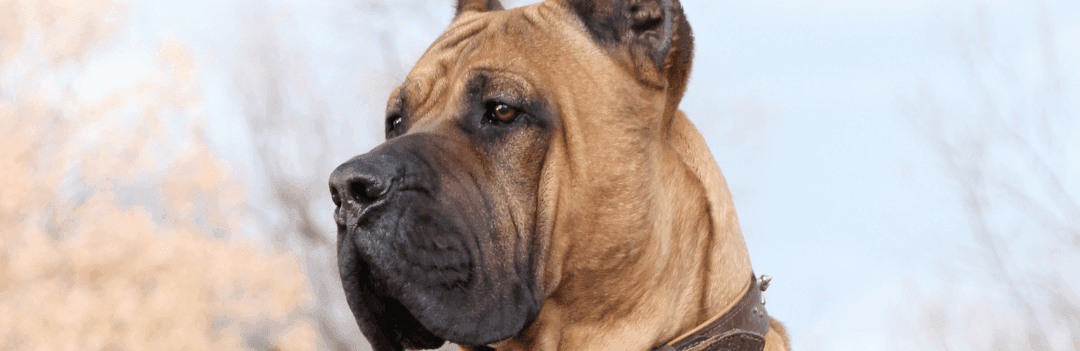 Le Dogo canario