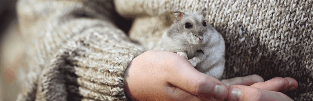 L’enfant et le rongeur