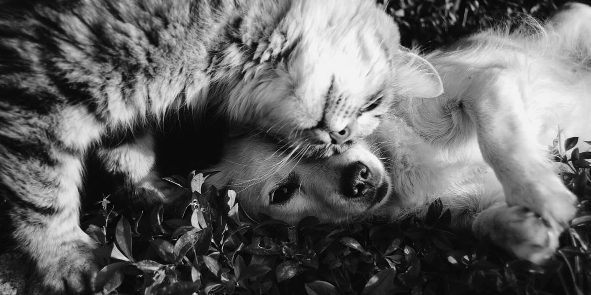 Est Ce Qu Un Chat Peut Manger Les Memes Croquettes Qu Un Chien Est Ce Qu Un Chat Peut Manger Les Memes Croquettes Qu Un Chien