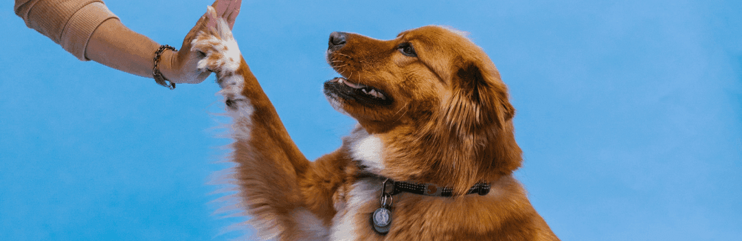 L’éducation positive du chien