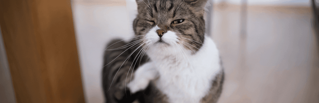 Comment savoir si un chat a des puces ?