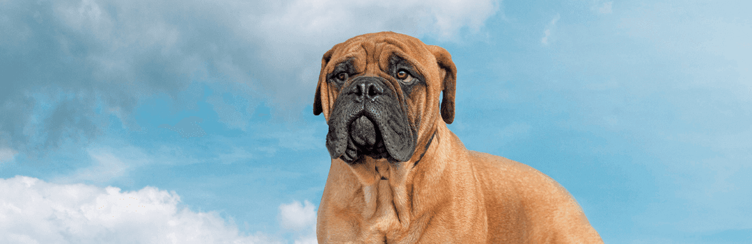 Le Bullmastiff