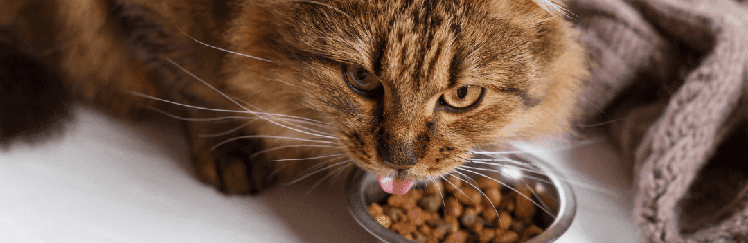 Comment conserver les croquettes de son chat ?