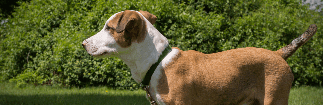 Quel aliment pour muscler son chien ?