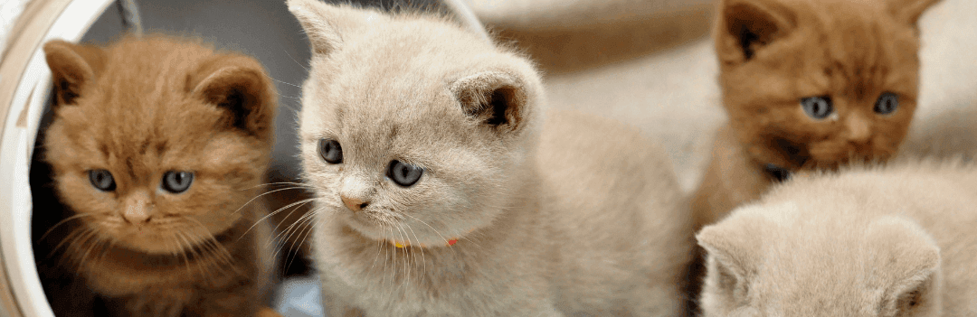 Choisir un chat mâle ou femelle