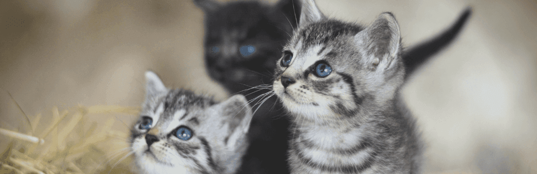 Où acheter un chat ?