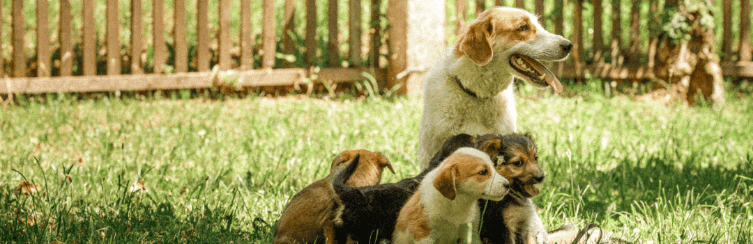 Choisir un chiot ou un chien adulte ?