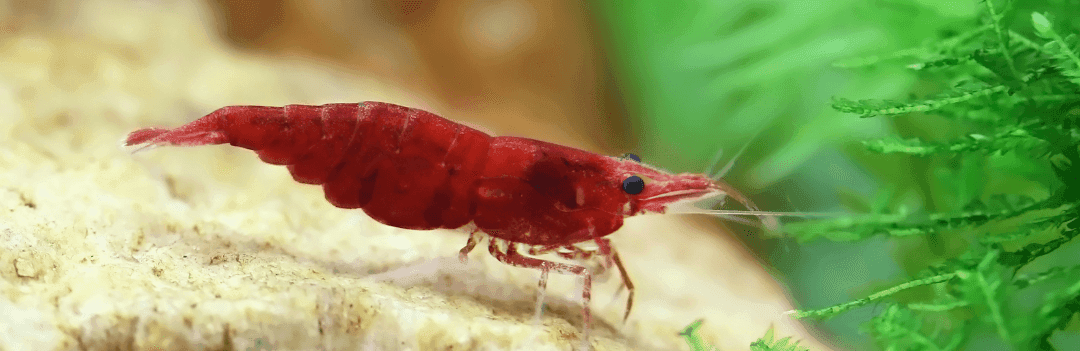 Les crevettes : Red Cherry