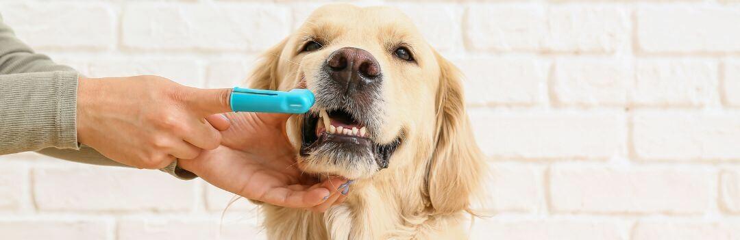 Bonne hygiène bucco-dentaire chez le chien - Nos conseils & solutions