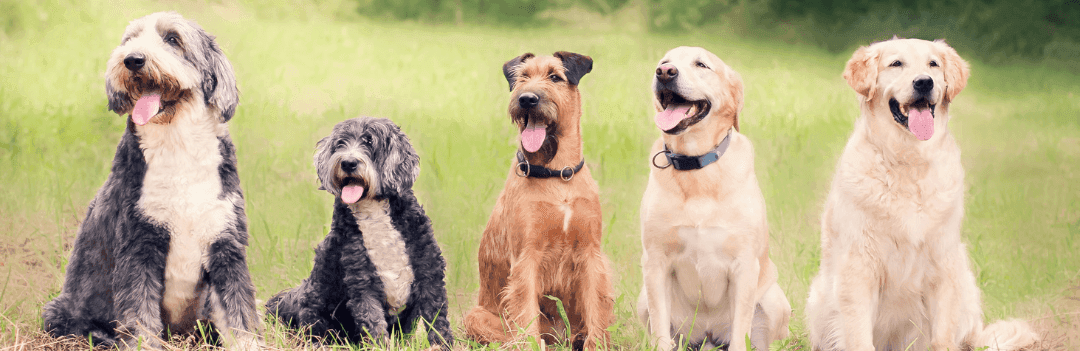 Race de chien préférée des français