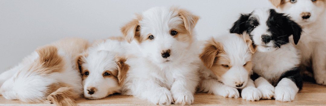 Comment choisir un chiot dans la portée ?