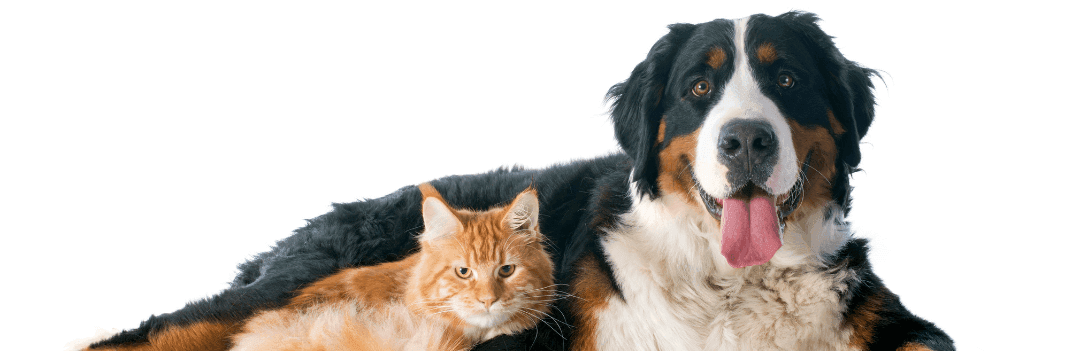 Est-ce que la nourriture pour chat est bonne pour les chiens ?