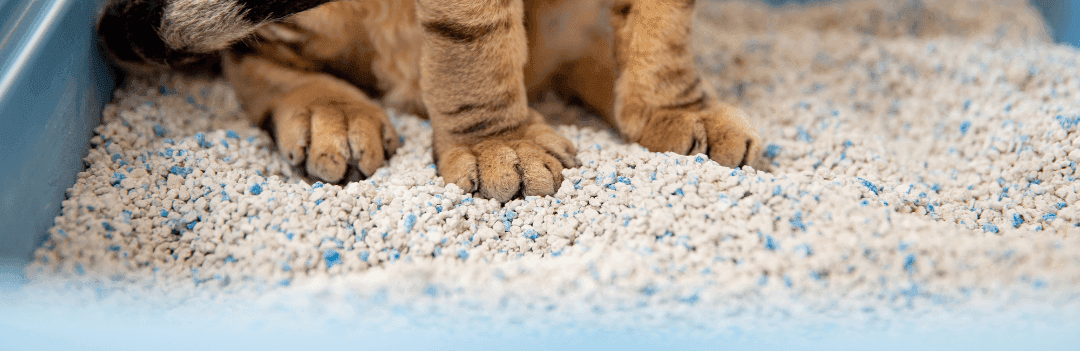 Comment faire pour ne pas avoir de la litière de partout ?