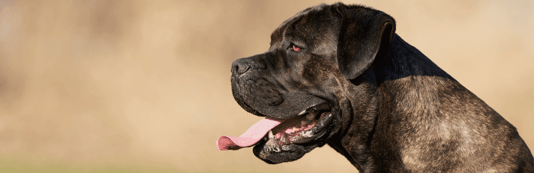 Le Cane Corso