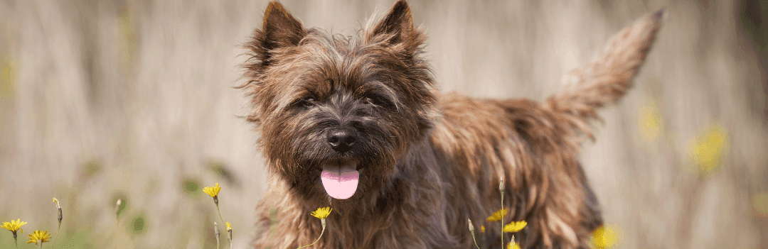 Le Cairn Terrier