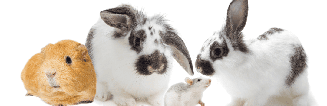 Quel nom pour mon rongeur ?