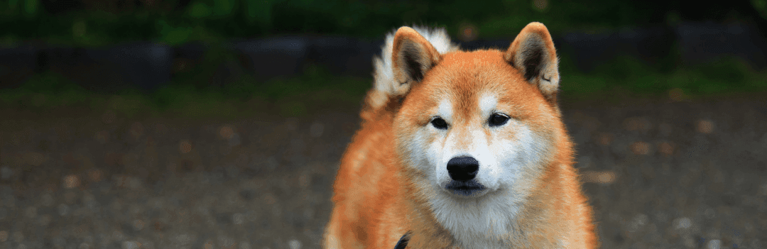 L'Akita inu