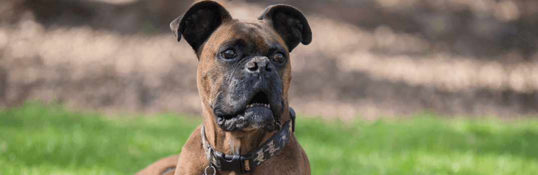 Le Boxer