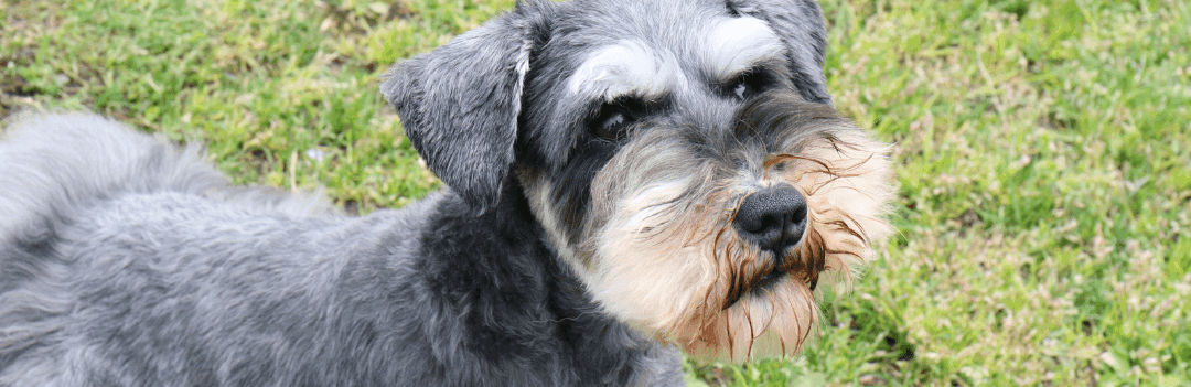 Le Schnauzer nain