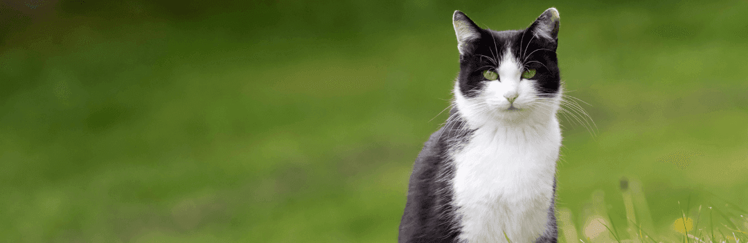 La diarrhée du chat