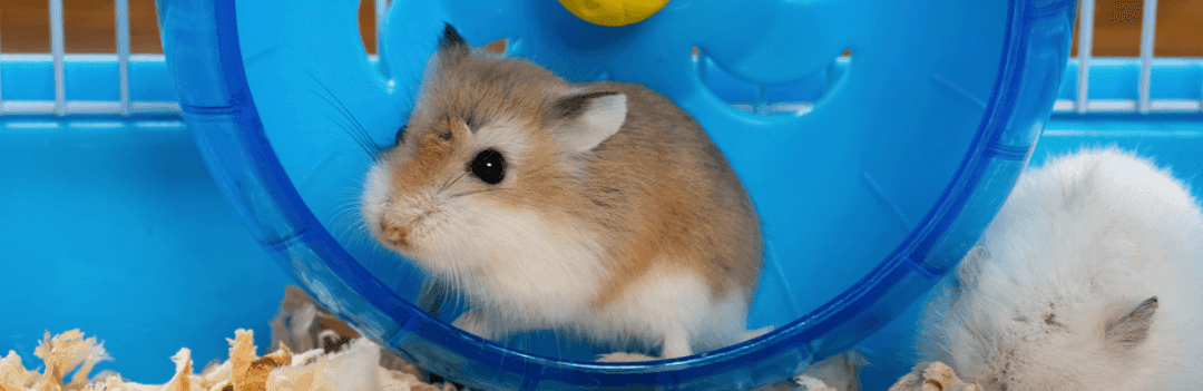 Combien de temps vit un hamster ?