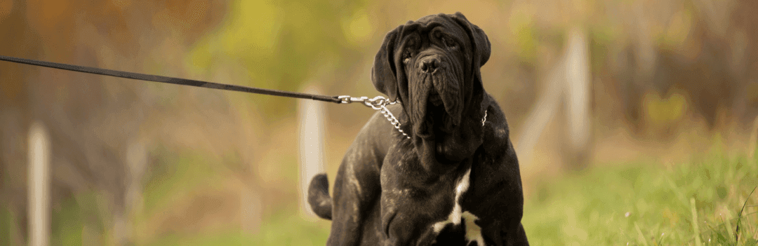 Le Dogue Allemand