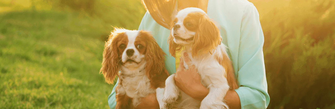 Où acheter un chien ?