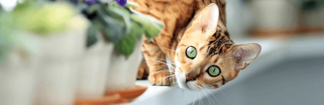 Comment apprivoiser un chat qui a peur ?