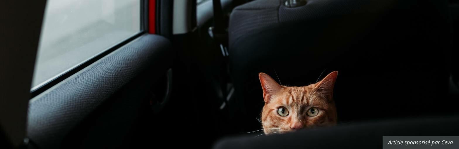 Chat stressé en voiture, comment assurer un trajet serein ?