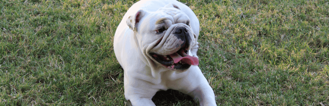Le Bulldog Anglais