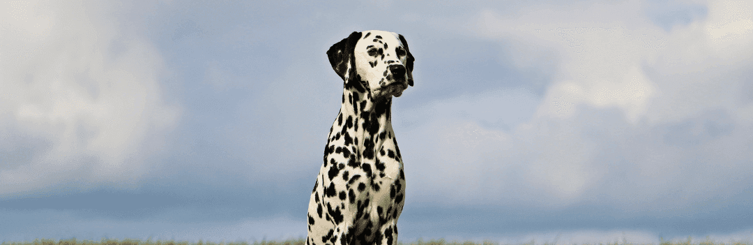 Dalmatien : caractère, éducation, santé et besoins