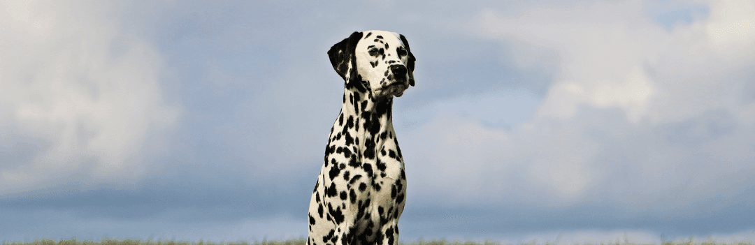 Le Dalmatien