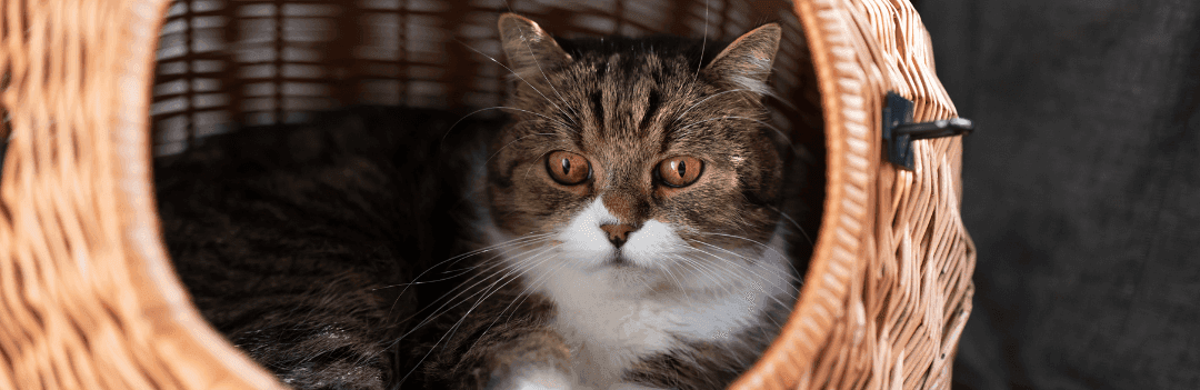 Panier pour chat : comment bien le choisir ?