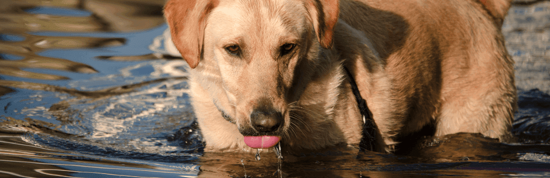 Le chien aime l'eau : conseils pour l'hydratation du chien