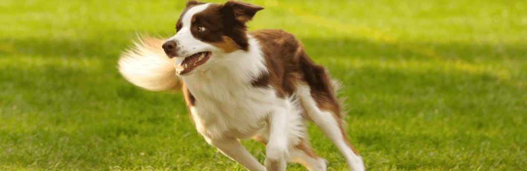 La dysplasie du chien