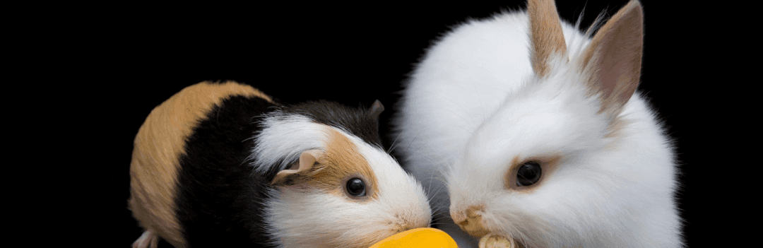 Lapin ou cochon d'inde, lequel choisir pour adopter ?