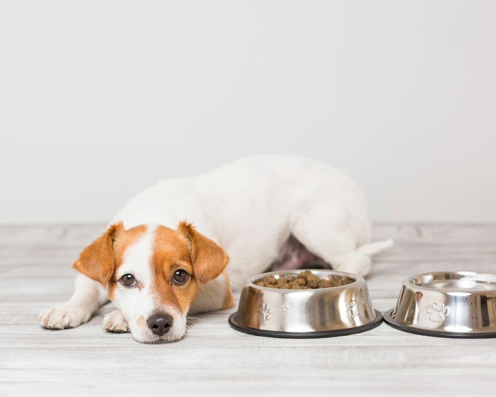 Quelles sont les meilleures croquettes pour chien avec dermatite atopique ?