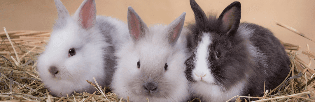 Durée de vie d'un lapin nain