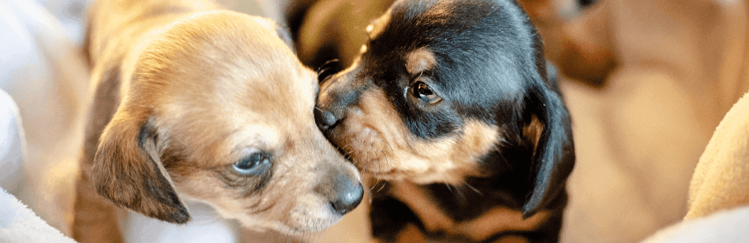 Choisir un chien mâle ou une femelle ?