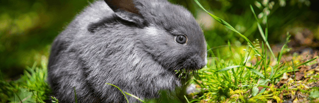 Diarrhée du lapin