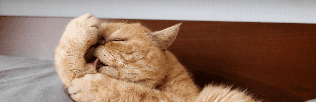 Laver un chat sans eau