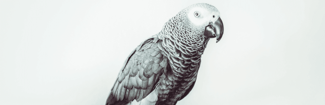 Les perroquets d’Afrique et d’Amérique du Sud