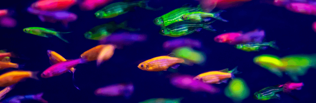 Poissons tropicaux : Le néon
